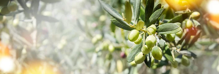 Fotobehang Nature background with olives © VAlekStudio 