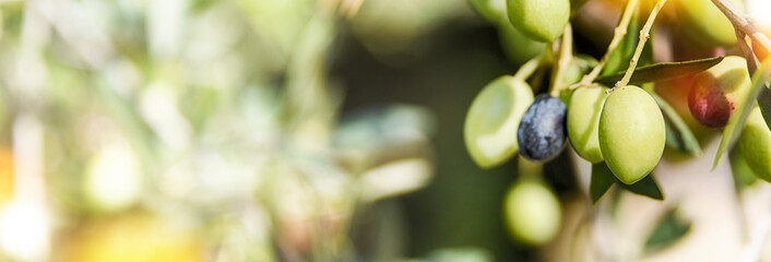 Nature background with olives
