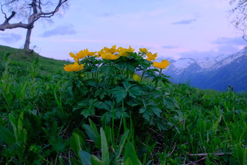  Yellow kaluzhnitsa blooms in the mountains. Bright yellow flowers. Close-up. Beautiful view.