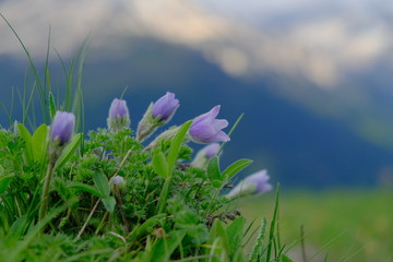 Beautiful primroses. The penisula blooms in the mountains. Beautiful violet flower on a background of snow-white peaks.