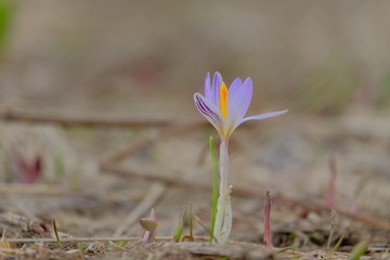  Very tender spring crocus. Violet crocus. Close-up. Blurred background.