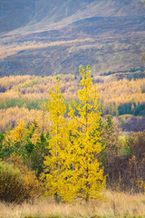 Forrest in northern Iceland trees changing color during autumn