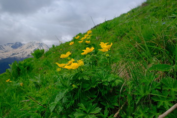  Yellow kaluzhnitsa blooms in the mountains. Bright yellow flowers. Close-up. Beautiful view.
