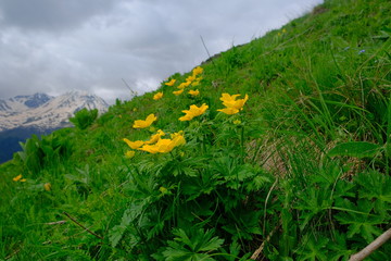 Obraz premium Yellow kaluzhnitsa blooms in the mountains. Bright yellow flowers. Close-up. Beautiful view.