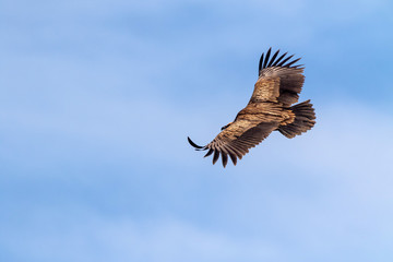 portrait of a himalaya vulture in evacuation season