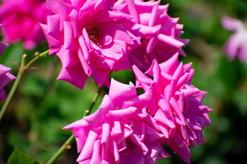 中之島公園のピンクの薔薇