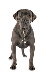 female cane corso