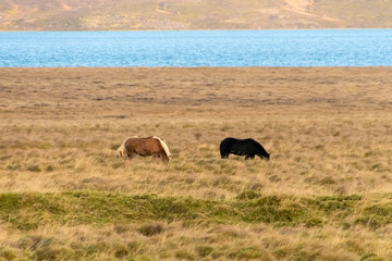 Icelandic horse grazing on natural meadow in northern Iceland