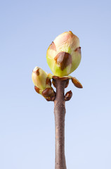 European horse-chestnut blossom bud