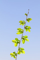 Growing twig at spring