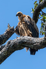 portrait of a himalaya vulture in evacuation season