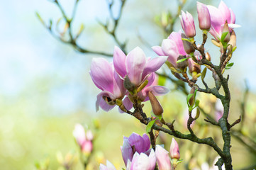 Spring blooming magnolia tree flowers