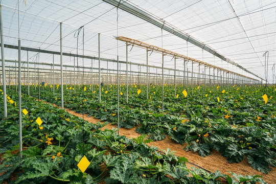 General view of the cultivation of organic zucchini crop in a commercial greenhouse