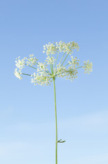 Daucus Carota Flowers