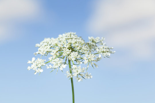 Macro of umbrellate inflorescence white flower