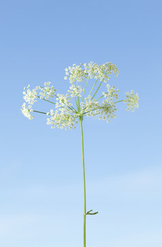 Daucus Carota Flowers