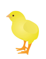 Small yellow chicken. vector illustration