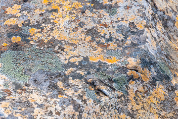Plait and lichens in Iceland growing in icy climate on rock