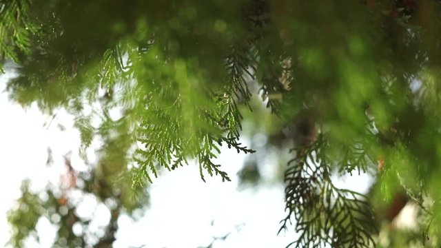 A northern white-cedar tree or eastern arborvitae green leaves in sun rays, close-up. Thuja occidentalis branches with evergreen needles on a bright light background.