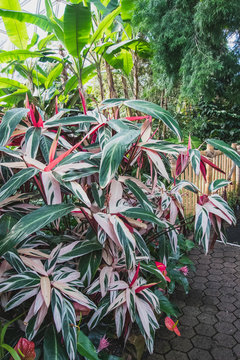 A picture of stromanthe plant in a conservatory.   Vancouver BC Canada
