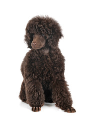 puppy toy poodle