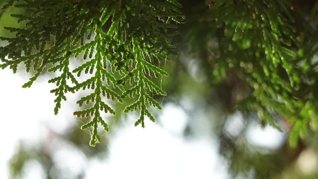 A northern white-cedar tree or eastern arborvitae green leaves in sun rays, close-up. Thuja occidentalis branches with evergreen needles on a bright light background.