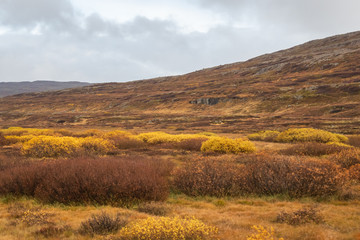 Fototapeta na wymiar Small bushes growing in Iceland during autumn yellow leaves
