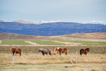 Naklejka na ściany i meble Snaefellsness national park in Iceland icelandic horses standing on meadow during autumn