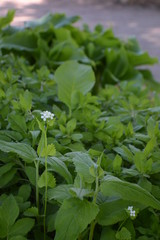 Photos of nature, flowers and grass for backgrounds and Wallpapers.