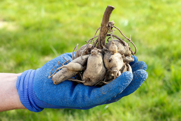 Man holds the dahlia rhizome in the garden.