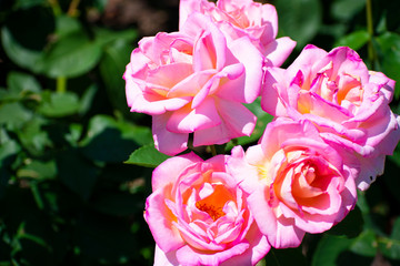 中之島公園のピンクの薔薇