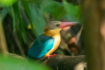 Stork Billed Kingfisher waiting for hunting 