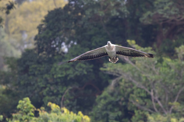 White Bellied Sea Eagle flying beauty 