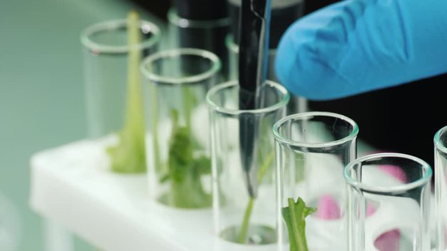 Macro shot of A man in gloves works in a laboratory with plant samples