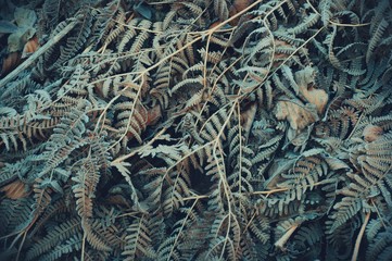 Background of dry fern leaves covered with hoar frost. Fern background.