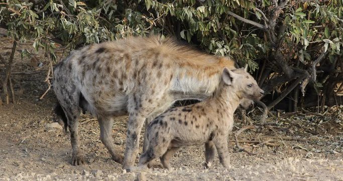 A spotted hyena (Crocuta crocuta) at her den with young pup, Kruger National Park, South Africa