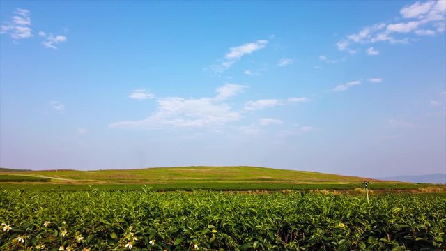 RL Pan time-lapse of Beautiful tea plantation cloudscape and landscape natural scenery in countryside of northern Thailand.