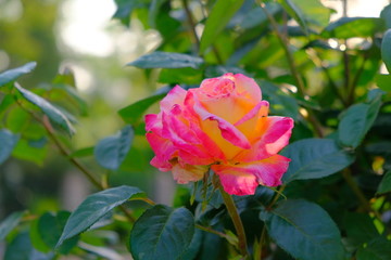  Blooming red rose. Close-up. Bokeh