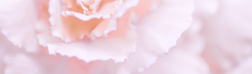 Abstract floral background, pale pink carnation flower. Macro flowers backdrop for holiday brand design