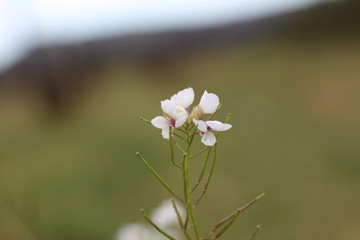 fleur de printemps