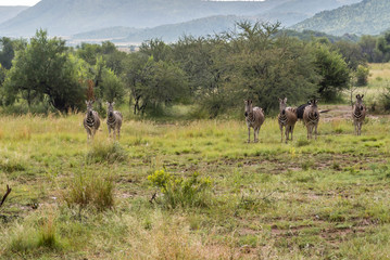 Fototapeta na wymiar Pilanesberg national park in South Africa