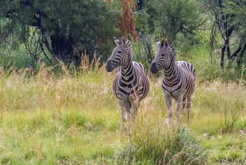 Fototapeta premium Pilanesberg national park in South Africa