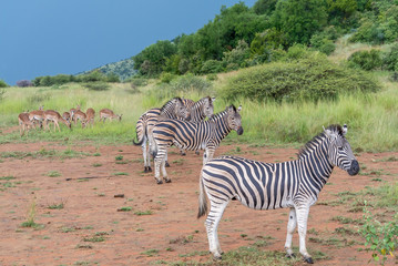 Pilanesberg national park in South Africa