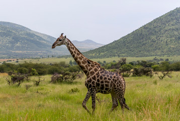 Pilanesberg national park in South Africa