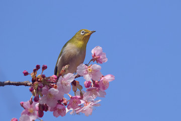 メジロと河津桜