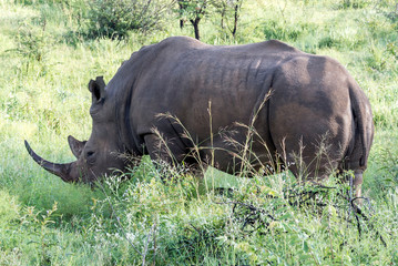 Obraz premium Pilanesberg national park in South Africa