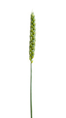 green wheat ear isolated