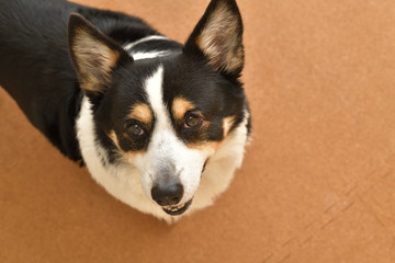 No.211撮影者の愛犬、黒コーギー期待してる顔コルクマッット屋内