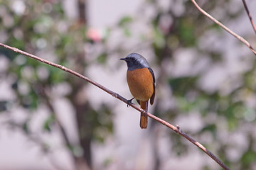ジョウビタキのオス