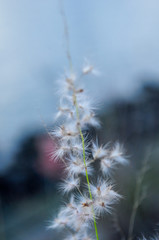 Obraz premium A Dandelion at road side